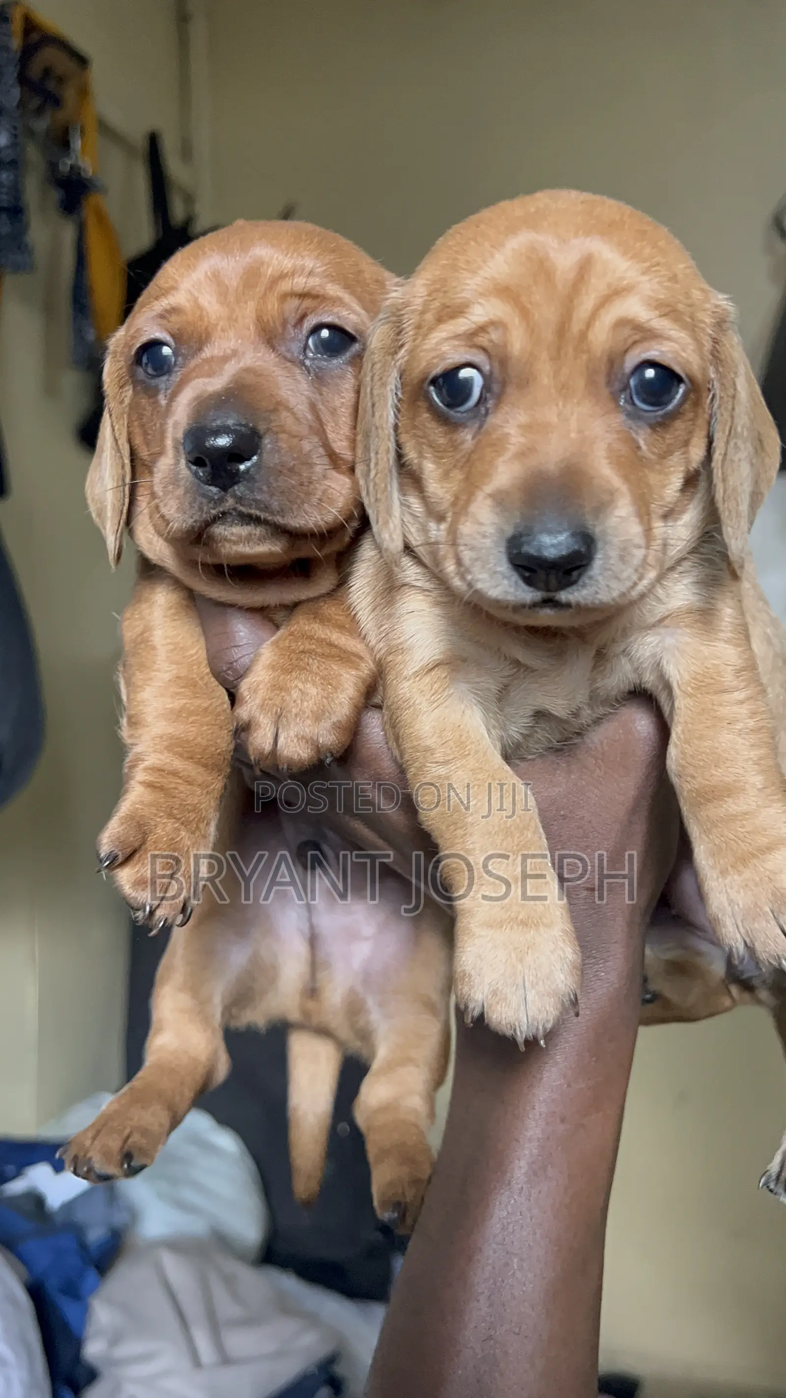 1-3 months Female Purebred Dachshund