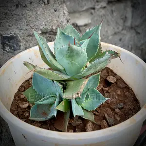 In House and Compound Flowers and Suppulents