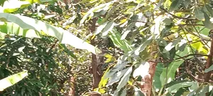 One Acre Land in Muranga Maragua With Mature Hass Ovacados Trees.
