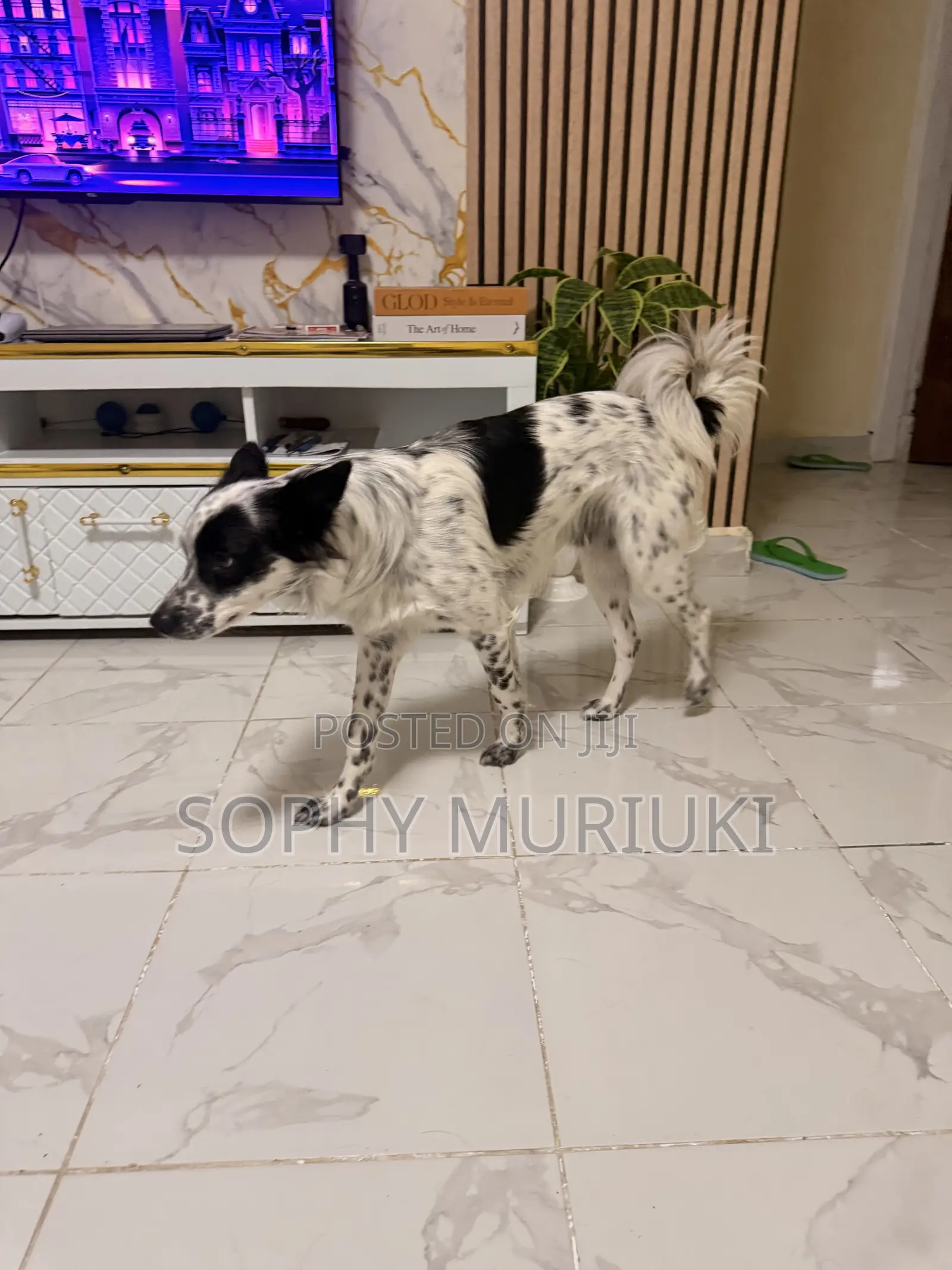 1+ year Male Mixed Breed Australian Terrier