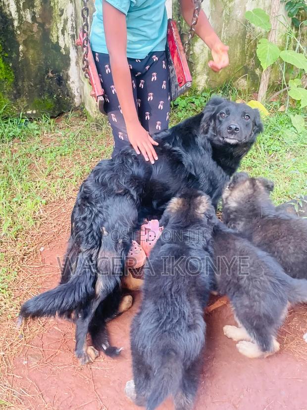 1-3 months Male Purebred German Shepherd
