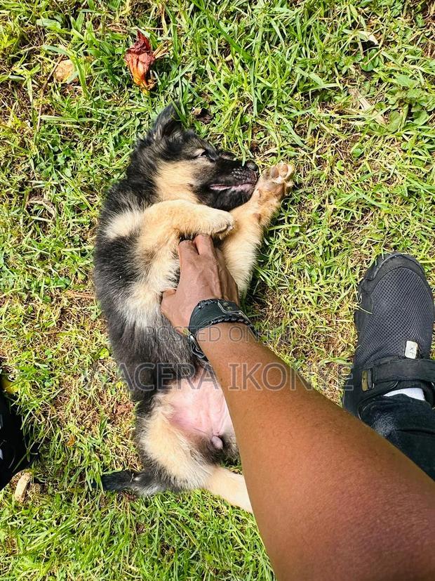 1-3 months Male Purebred German Shepherd - thumbnail 2