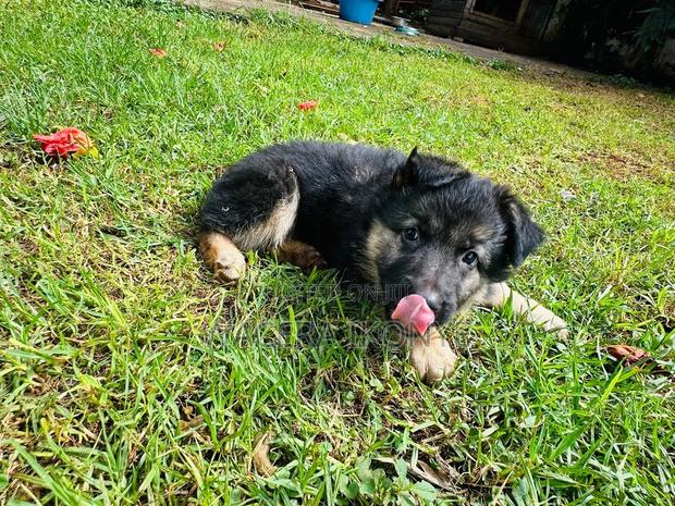 1-3 months Male Purebred German Shepherd - thumbnail 3