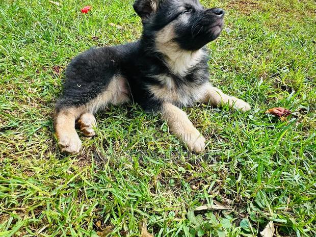 1-3 months Male Purebred German Shepherd - thumbnail 4