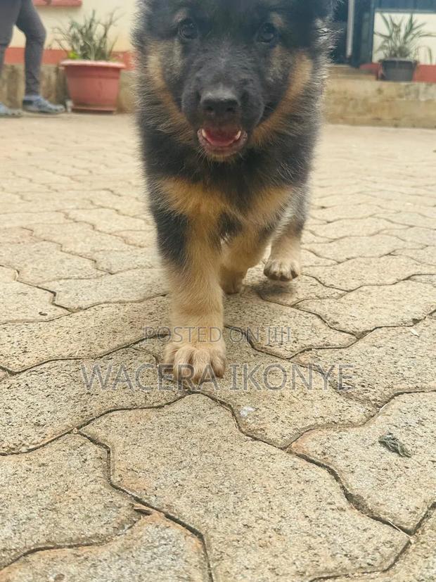 1-3 months Male Purebred German Shepherd - thumbnail 7