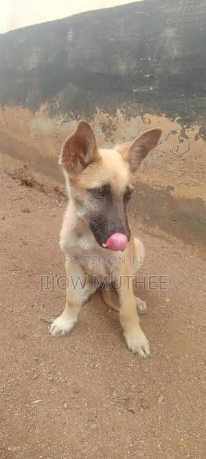 3-6 months Male Purebred Belgian Malinois
