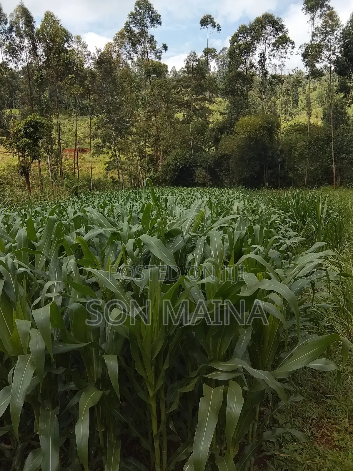 Yellow Maize for Silage