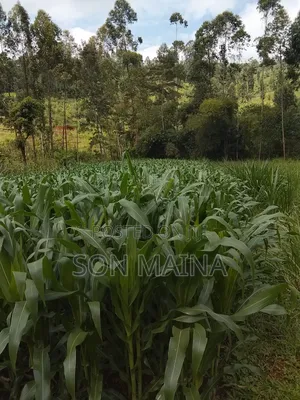 Yellow Maize for Silage