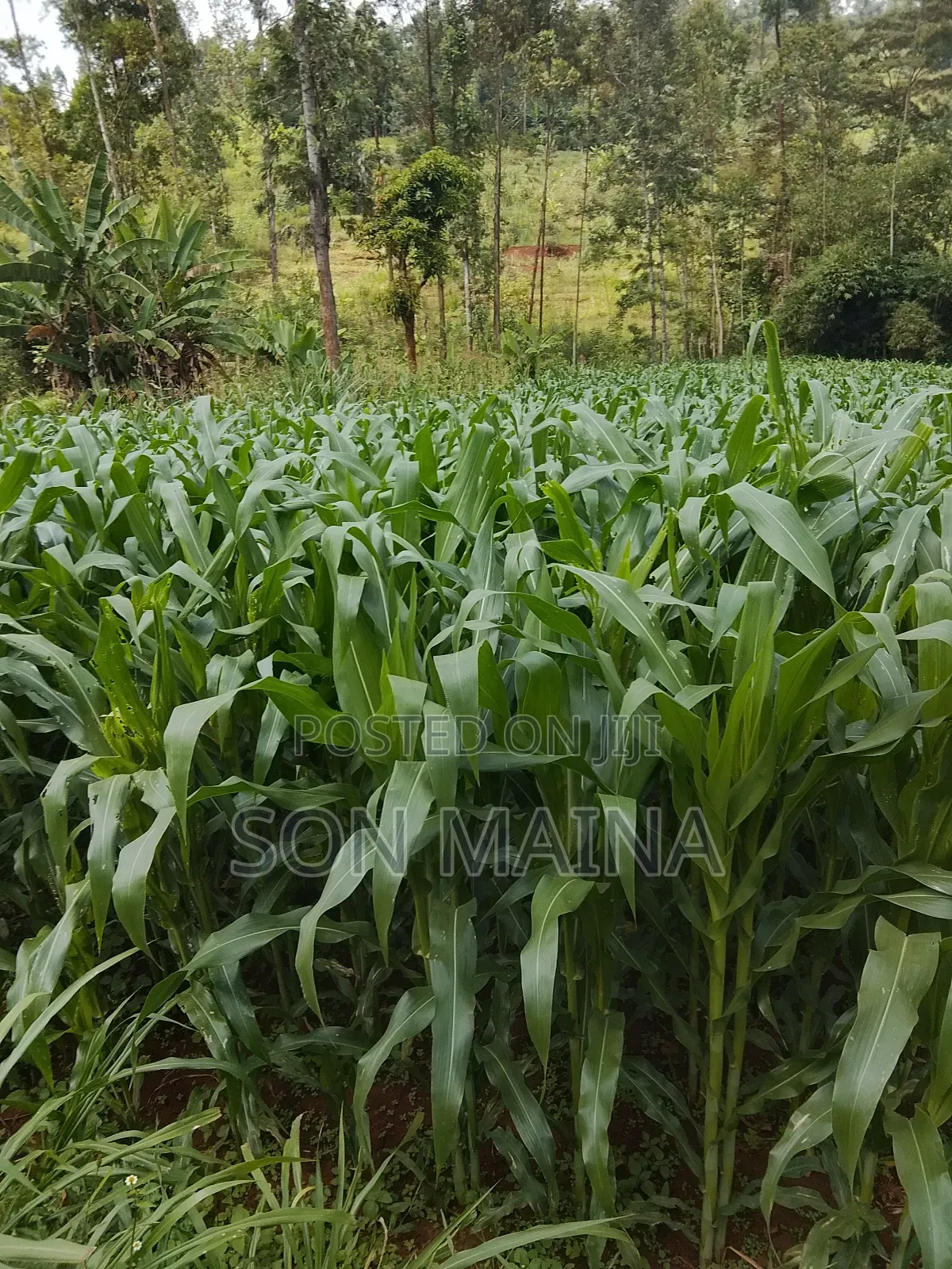Yellow Maize for Silage