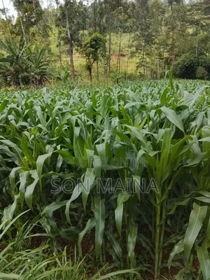 Yellow Maize for Silage