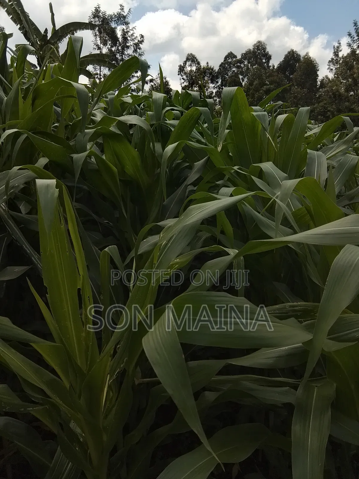Yellow Maize for Silage