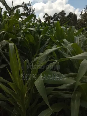 Yellow Maize for Silage