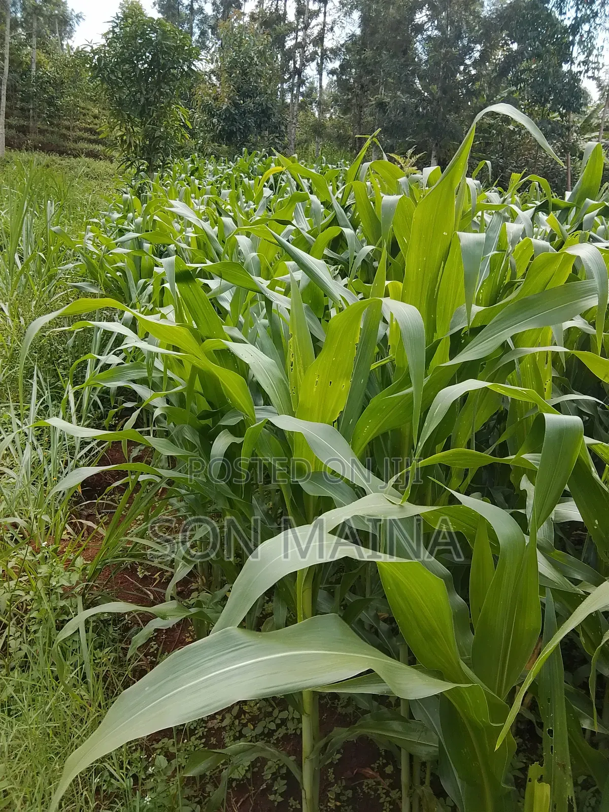 Yellow Maize for Silage