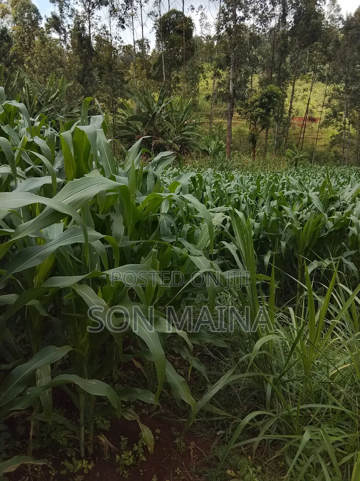 Yellow Maize for Silage