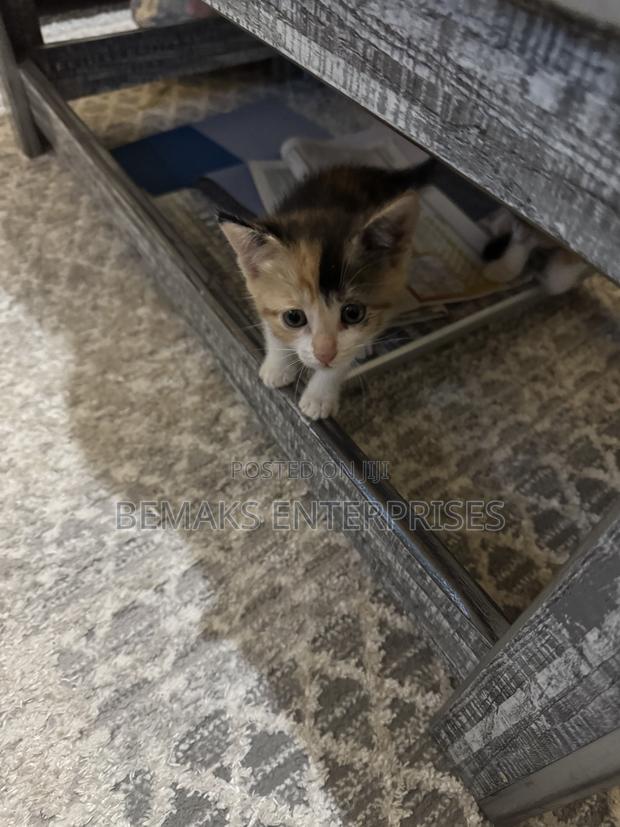1-3 months Female Mixed Breed Tabby
