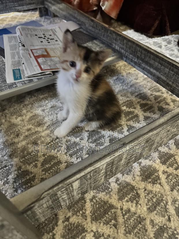 1-3 months Female Mixed Breed Tabby - thumbnail 2