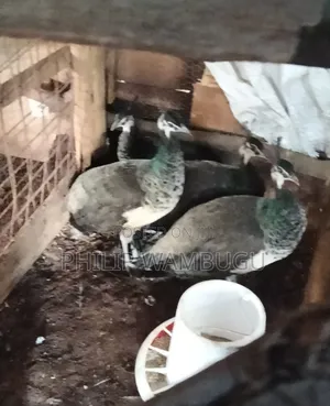 Peacock and Peahens for Rehoming