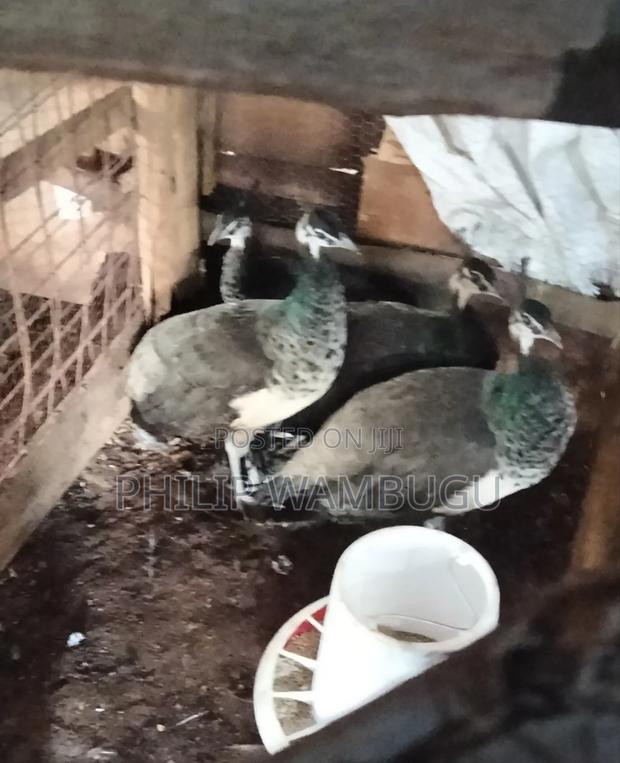 Peacock and Peahens for Rehoming