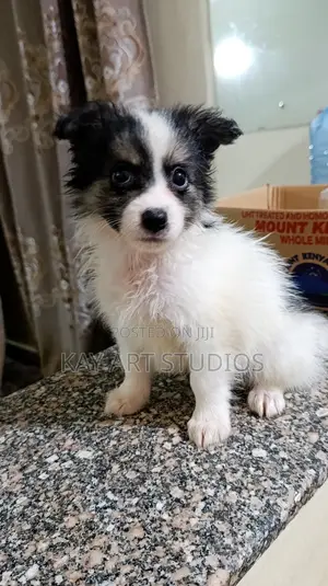 6-12 months Male Mixed Breed Japanese Spitz