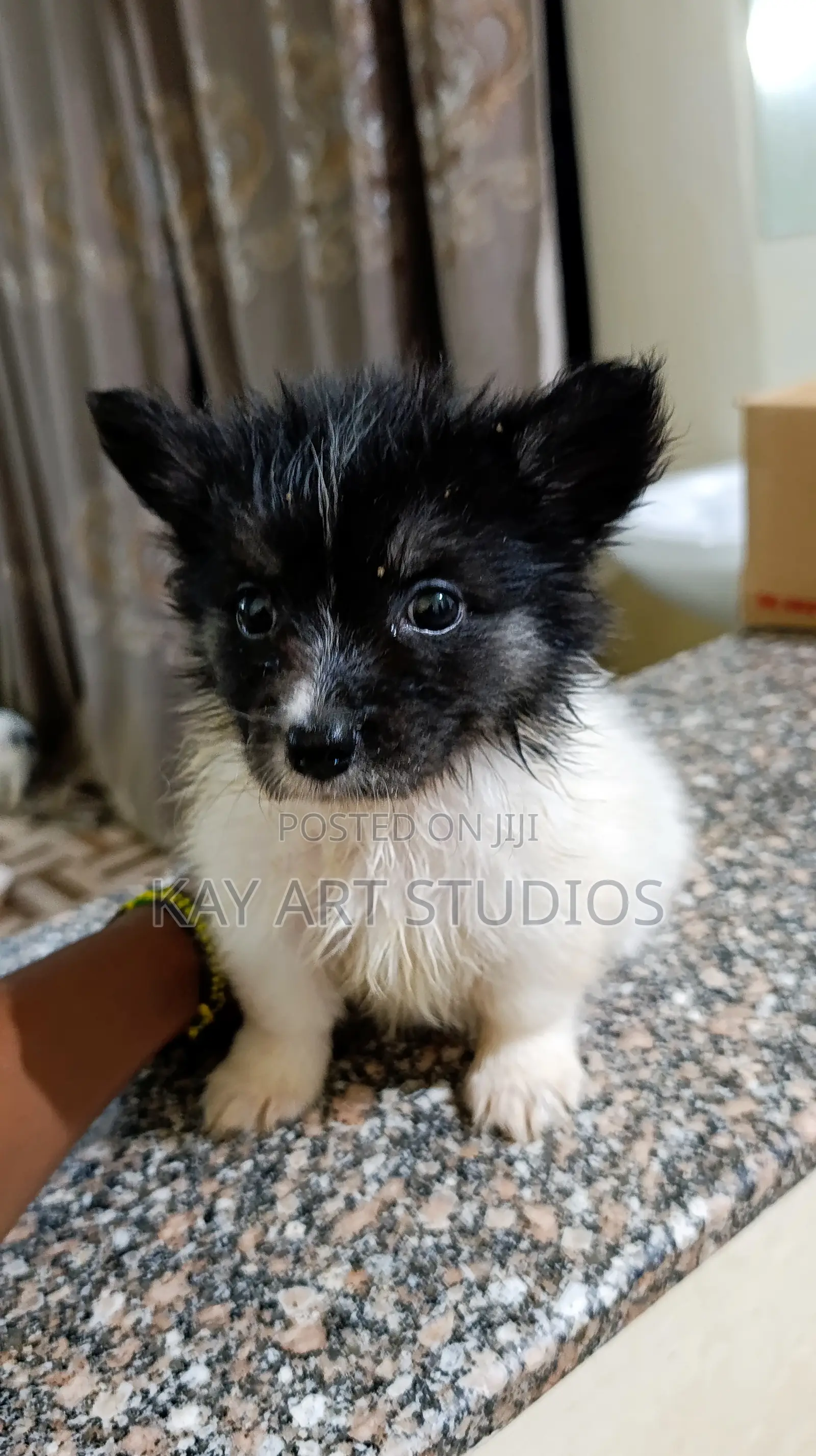 6-12 months Male Mixed Breed Japanese Spitz