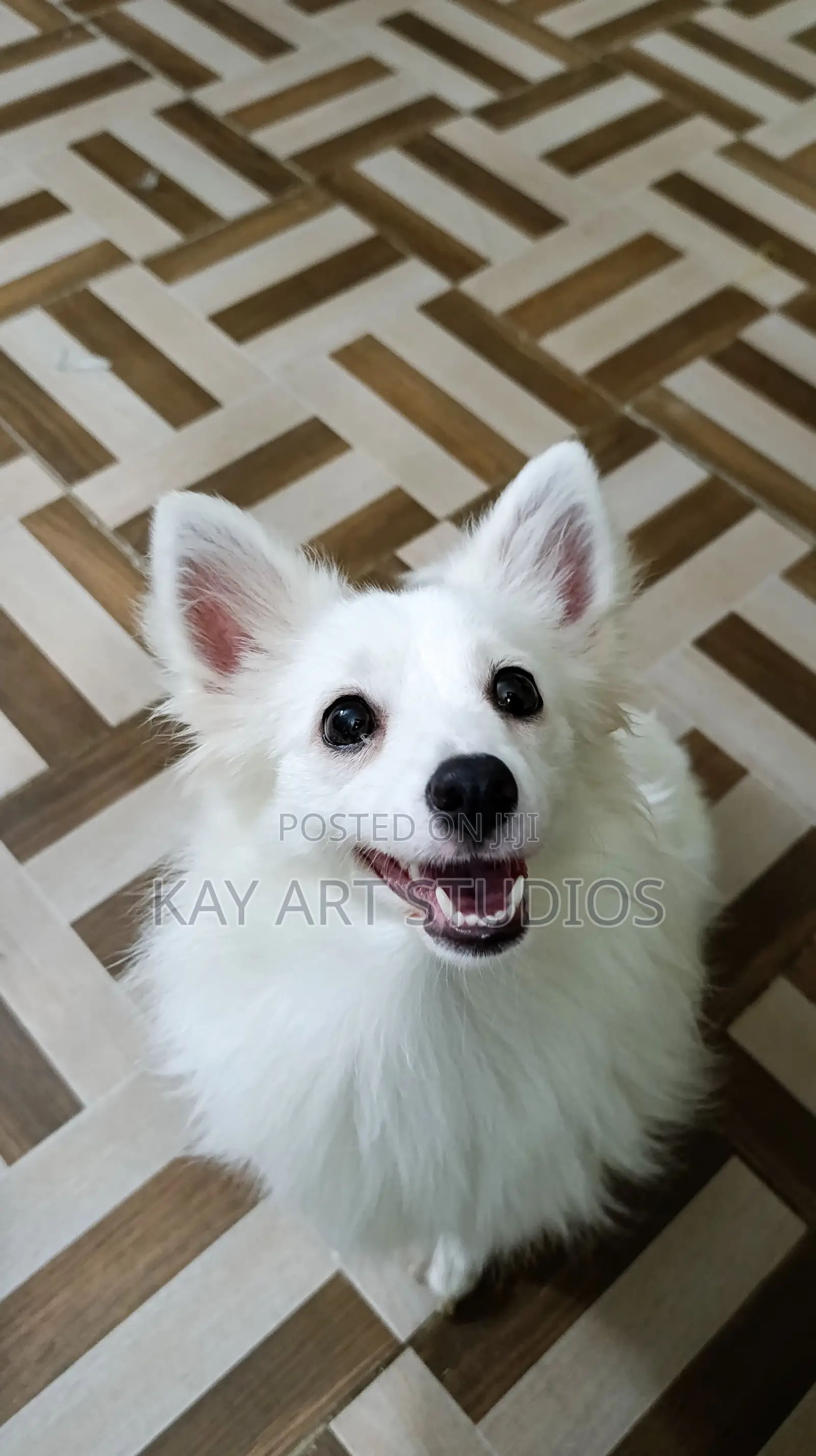 6-12 months Male Mixed Breed Japanese Spitz