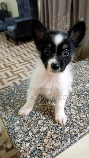 6-12 months Male Mixed Breed Japanese Spitz
