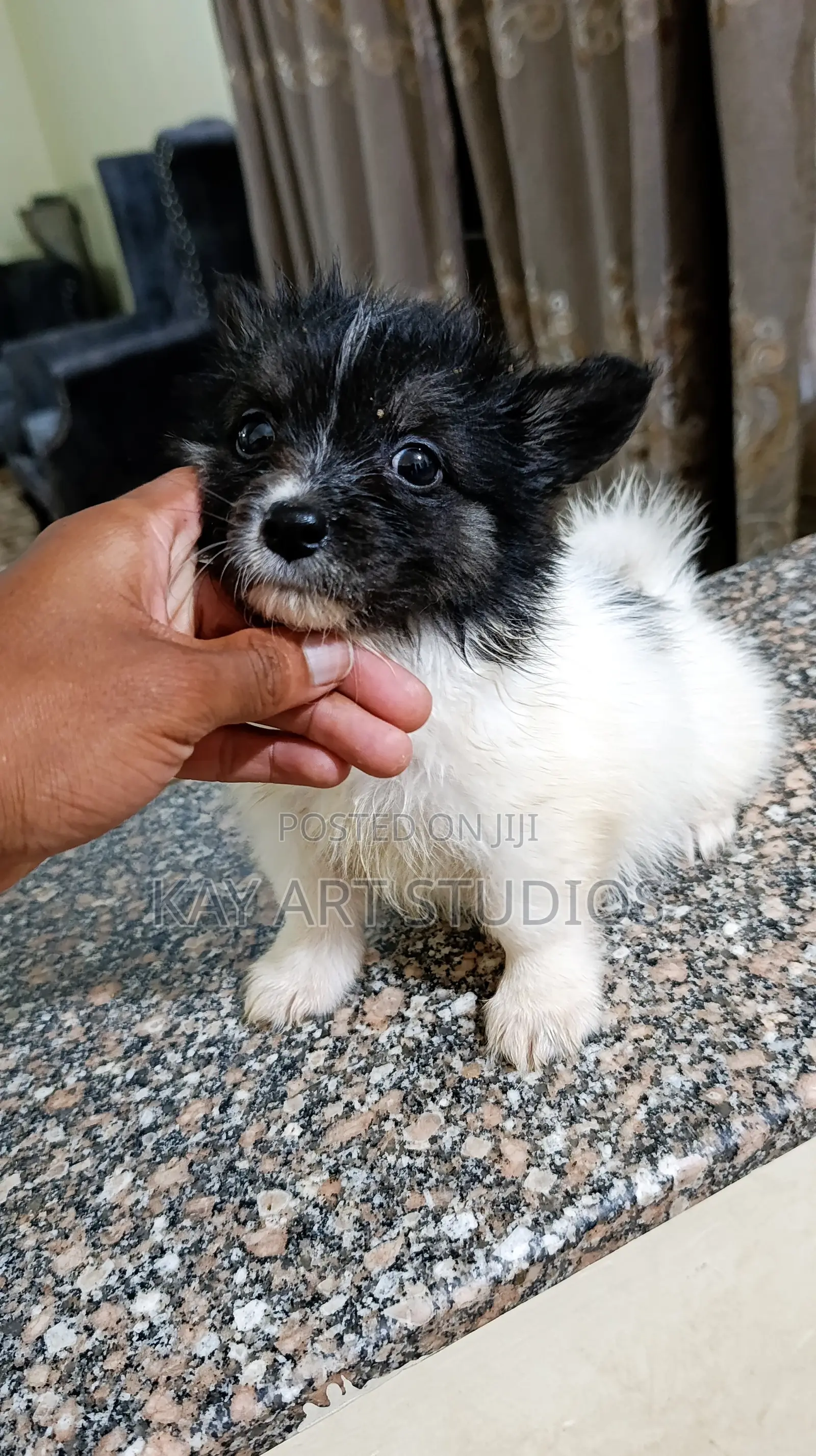 6-12 months Male Mixed Breed Japanese Spitz