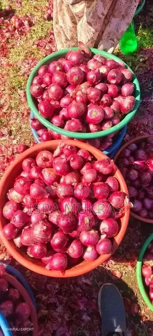 Red Bulb Onions