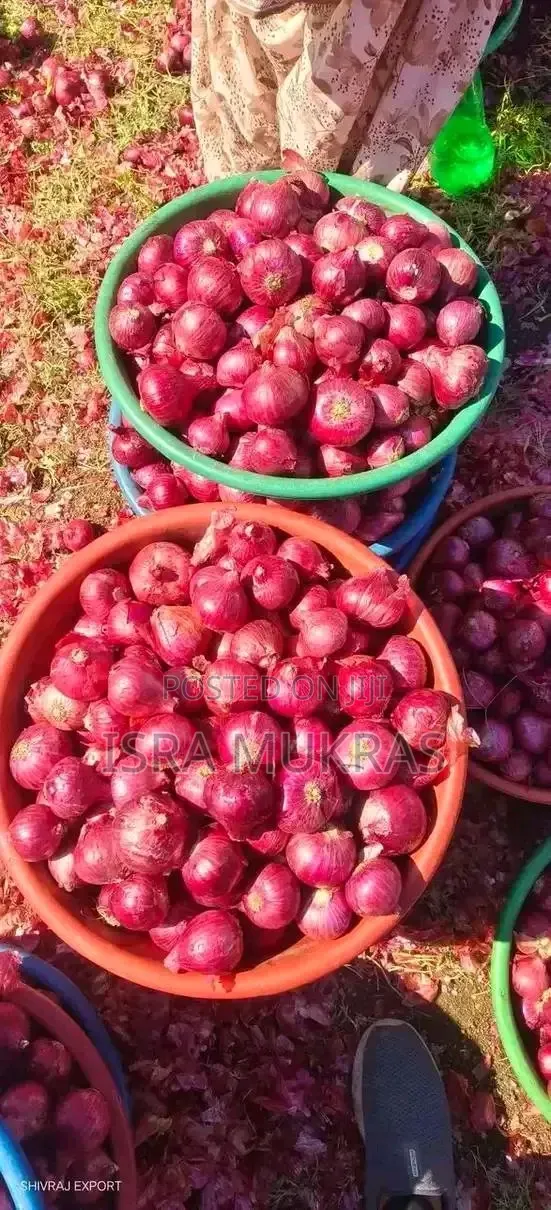 Red Bulb Onions