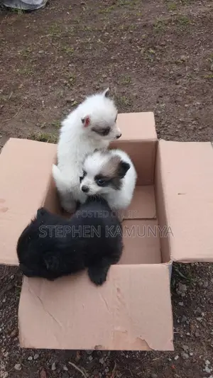 1-3 months Female Purebred Japanese Spitz