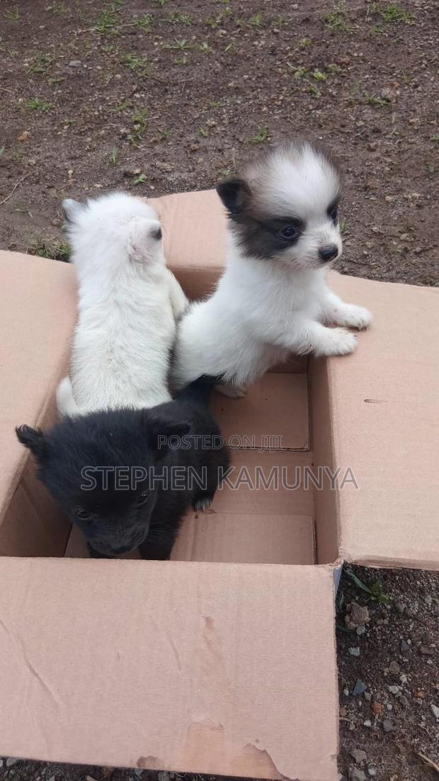 1-3 months Female Purebred Japanese Spitz - thumbnail 2