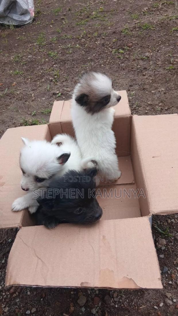 1-3 months Female Purebred Japanese Spitz - thumbnail 4