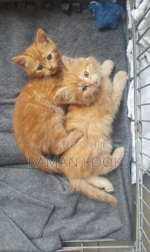 1-3 months Male Purebred Tabby