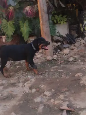 1-3 months Male Purebred Rottweiler