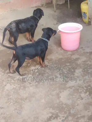 1-3 months Male Purebred Rottweiler