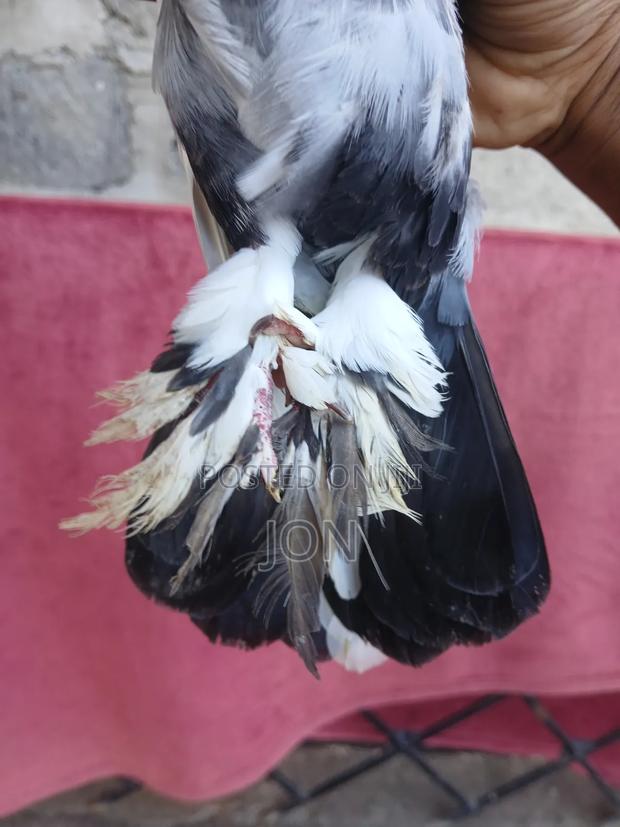 Fancy Pigeon - main view