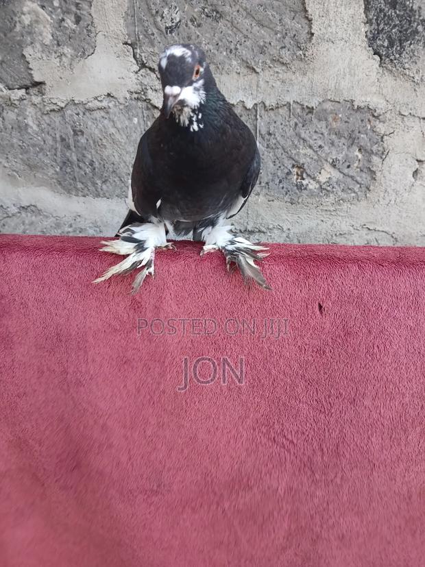 Fancy Pigeon - thumbnail 2
