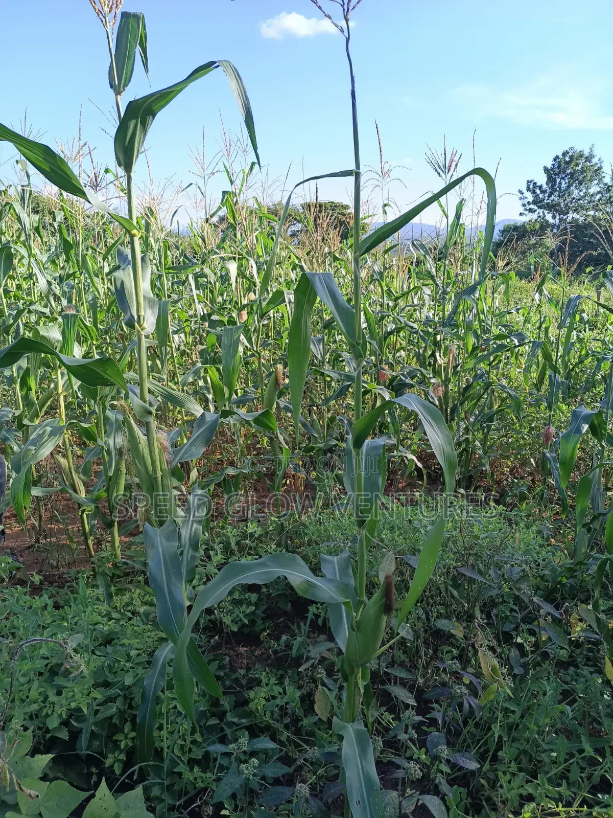 5 Acres Land for Sale in Makueni Muvau