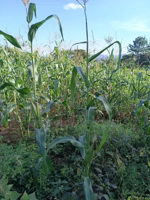 5 Acres Land for Sale in Makueni Muvau