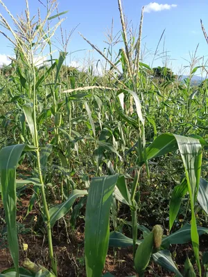5 Acres Land for Sale in Makueni Muvau