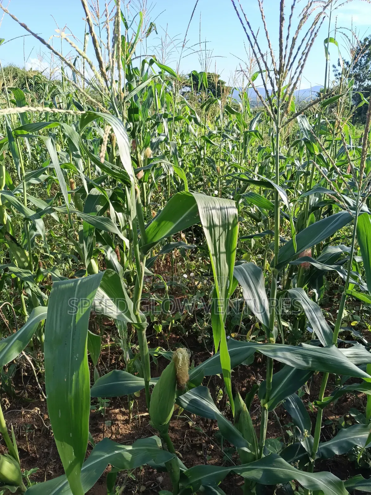 5 Acres Land for Sale in Makueni Muvau