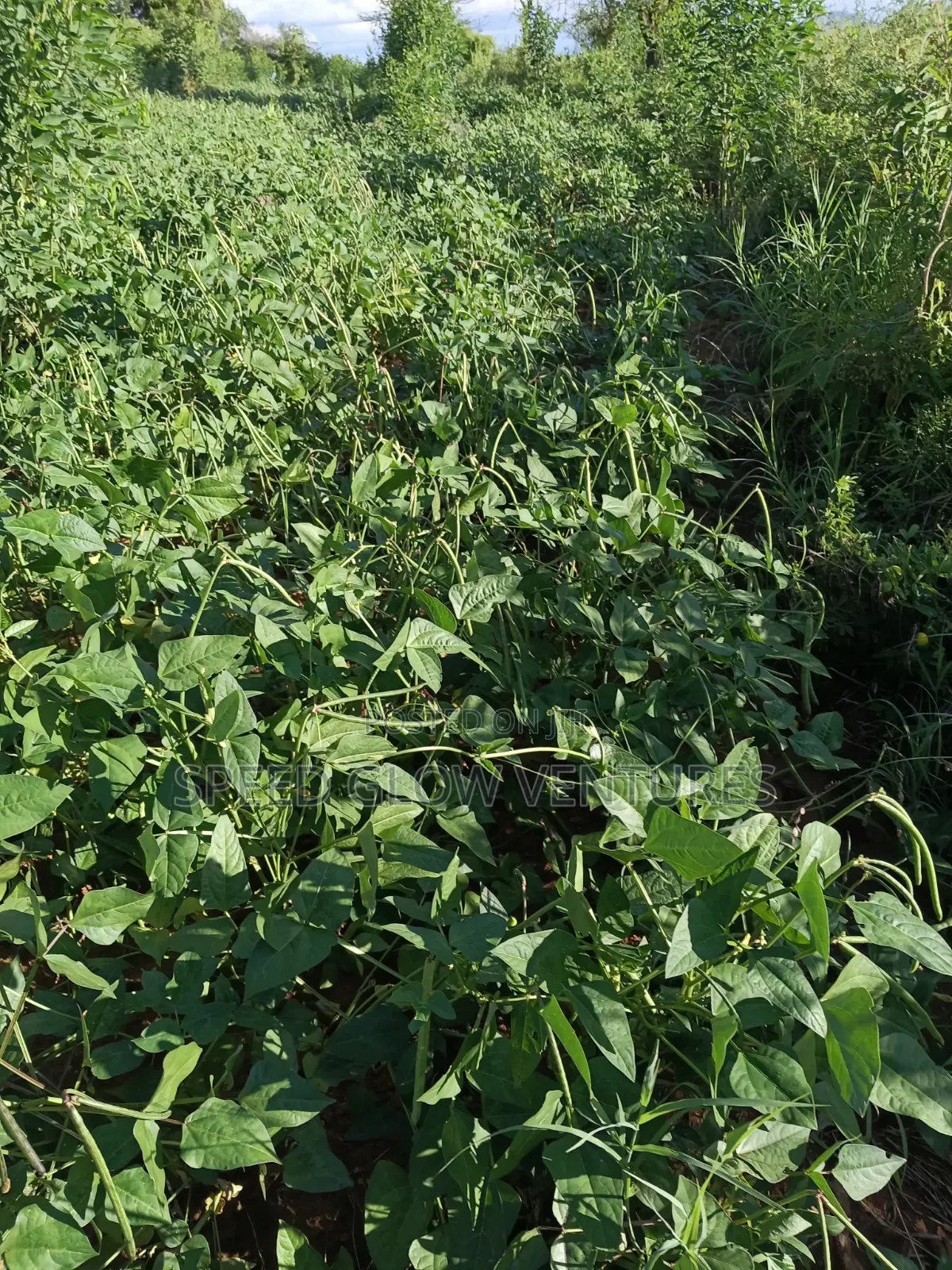 5 Acres Land for Sale in Makueni Muvau