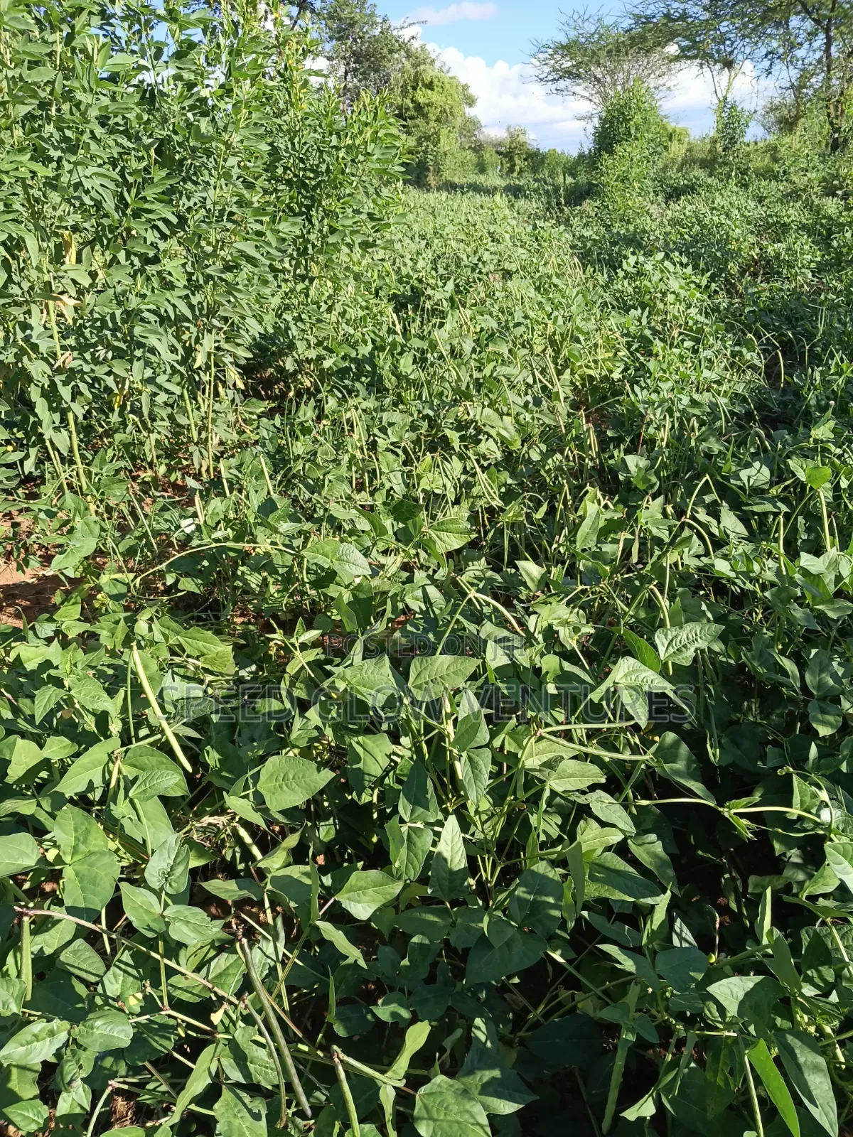 5 Acres Land for Sale in Makueni Muvau