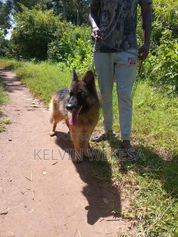 1+ year Male Purebred German Shepherd - thumbnail 2
