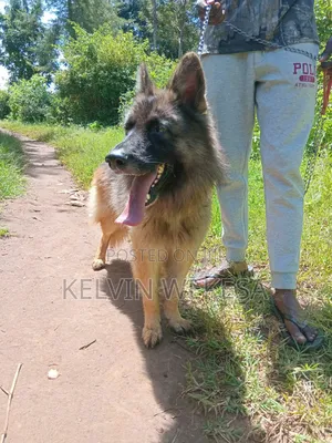 1+ year Male Purebred German Shepherd