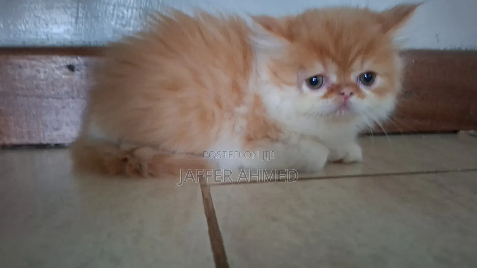 1-3 months Female Purebred Persian