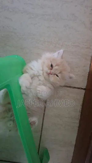 1-3 months Female Purebred Persian