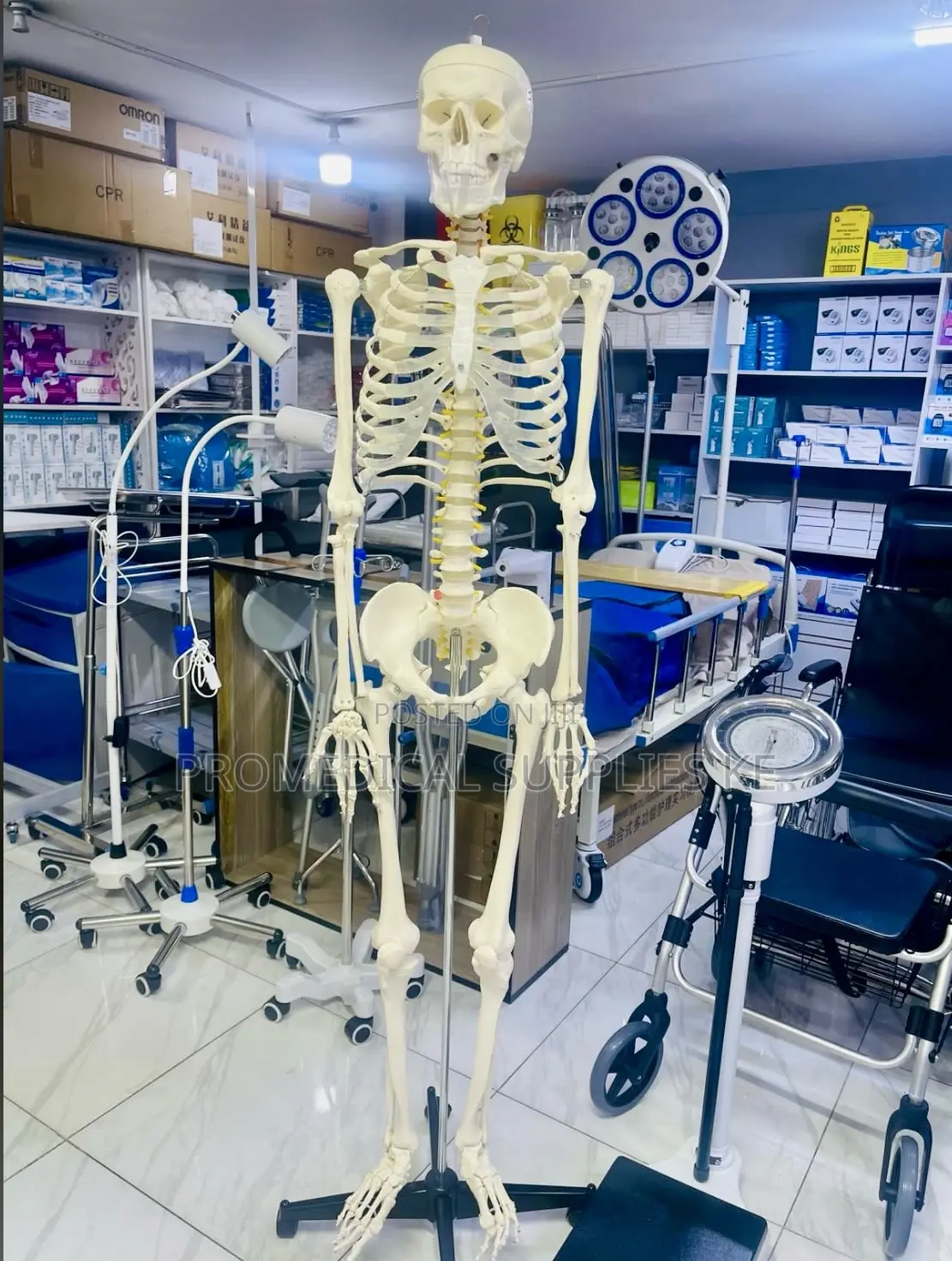 Human Skeleton