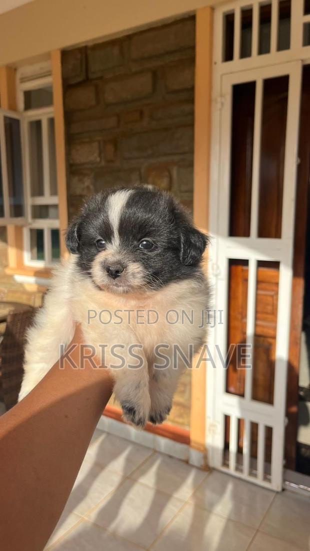 1-3 months Female Purebred Maltese
