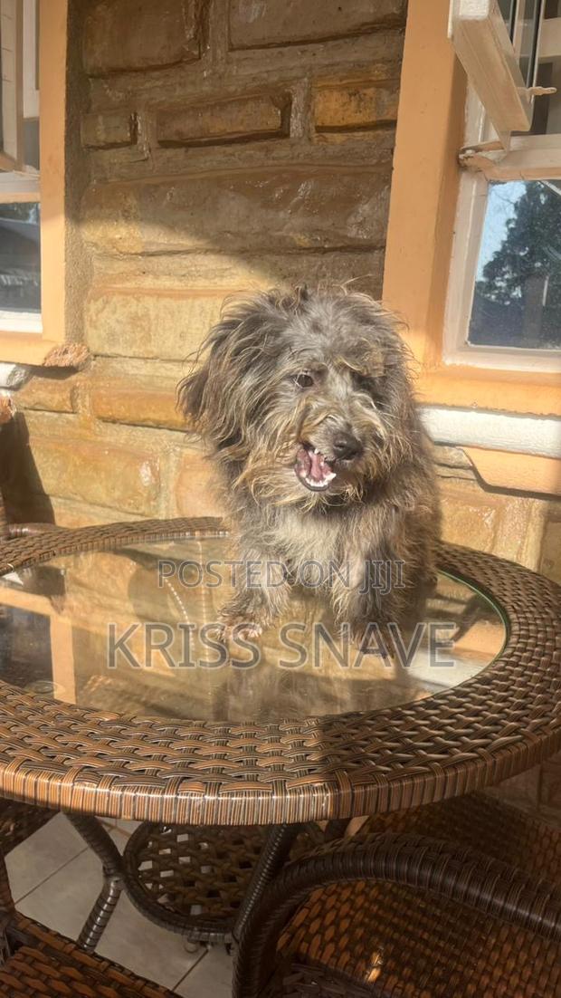 3-6 months Female Purebred Maltese